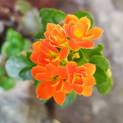Flowers 🏵️🧡