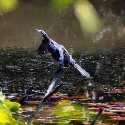 Indian Cormorant 
