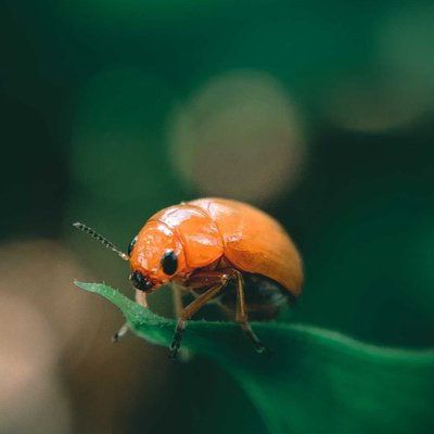Macro Photography