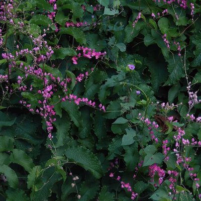 The beauty of Mexican Creeper 💕