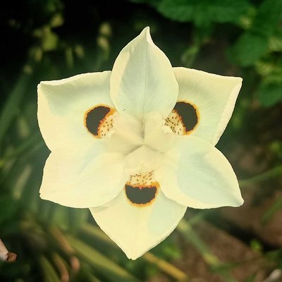 Dietes bicolor
