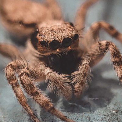 Jumping spider