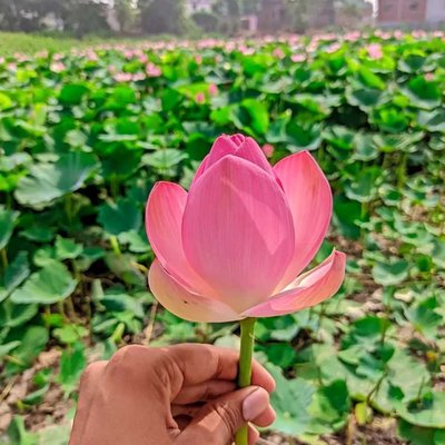 Lotus 🪷