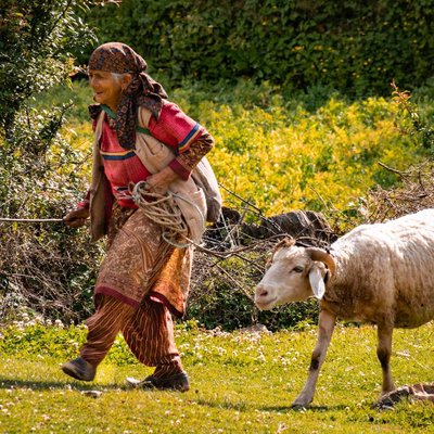 Life of a Shepherd