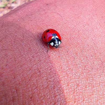 macro shot 