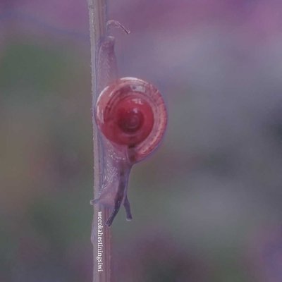 snail