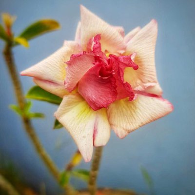 flower 💐