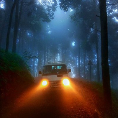 Car in Misty Pine Forest