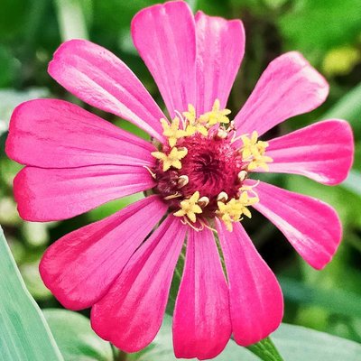 ZINNIA 