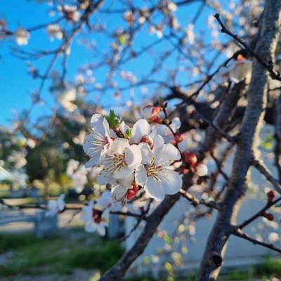 spring 🤍