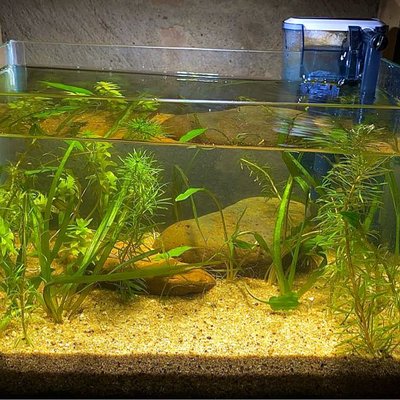 planted aquarium