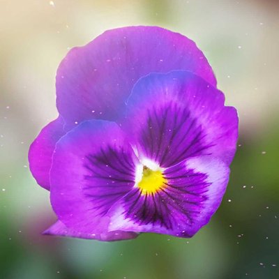 Flower 🌹