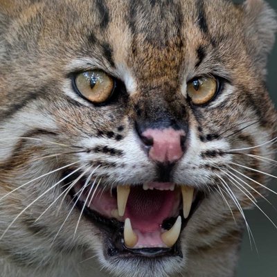 Ferocious 