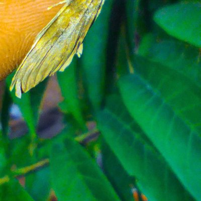 Lymantria dispar.