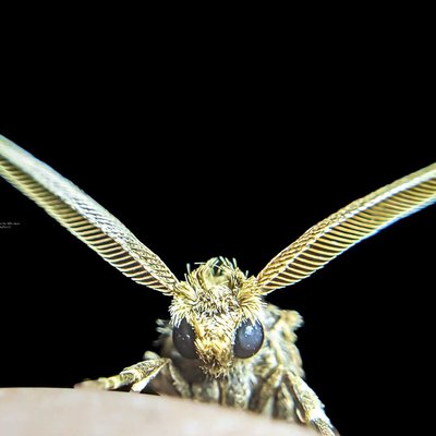 moth's head 