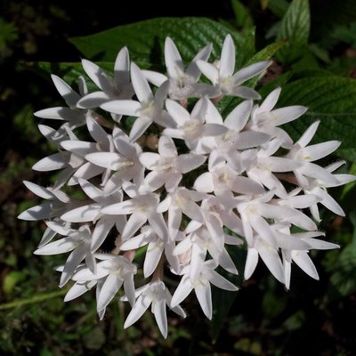 Blancas