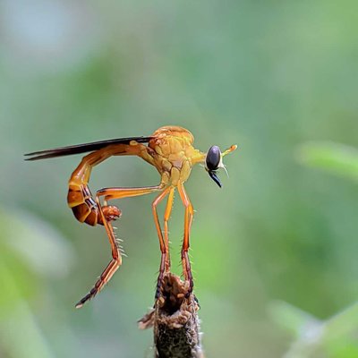 Dasypigoninae 