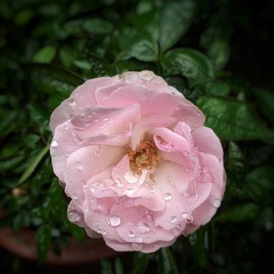 Pink Garden Rose ✨🥀