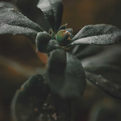 Moody Macro Leaves