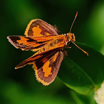 Potanthus omaha