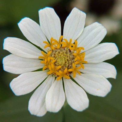 Zinnia.