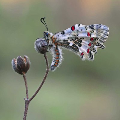 ORMAN FİSTOSU