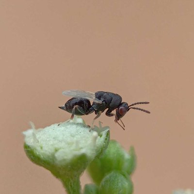 Insect 