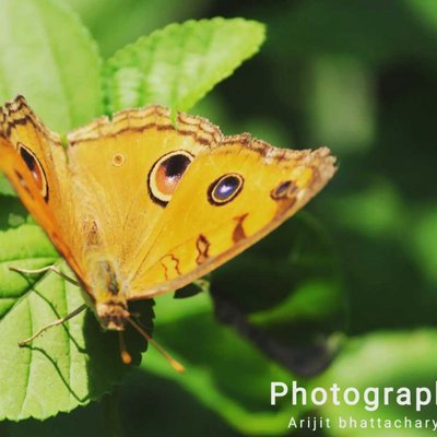 Butterfly 🎀