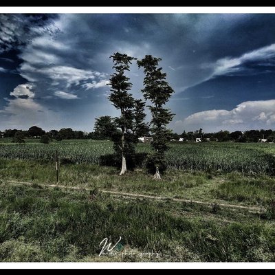 Dramatic view Tree 🌲
