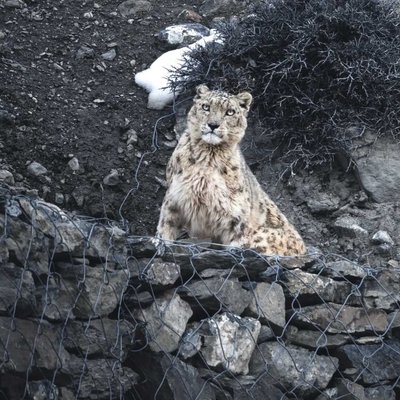 Regal Snow Leopard surveys his mountain kingdom!