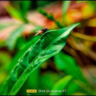 Macro shot 