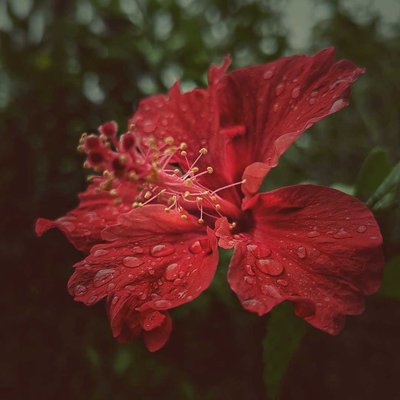 Bunga sepatu (Hibiscus rosa-sinensis)