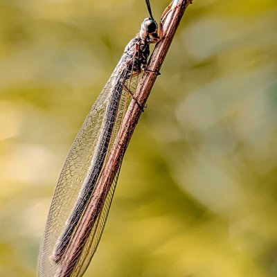 Myrmeleon /undur undur