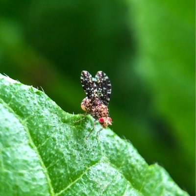 Drosophila melanogaster || Lalat Batik