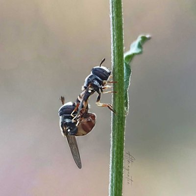 Hoverly