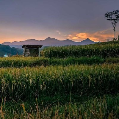 Sawah