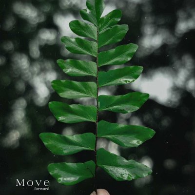 leaves 🍃