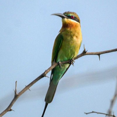Common Bee-eater