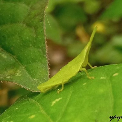 Green Grasshopper
