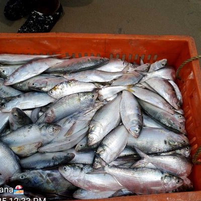 hilsa fish 🐟🐟🐟