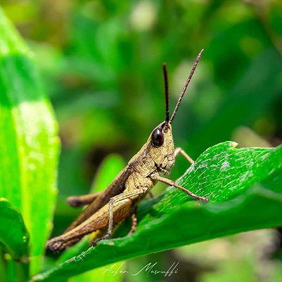 Valanga nigricornis