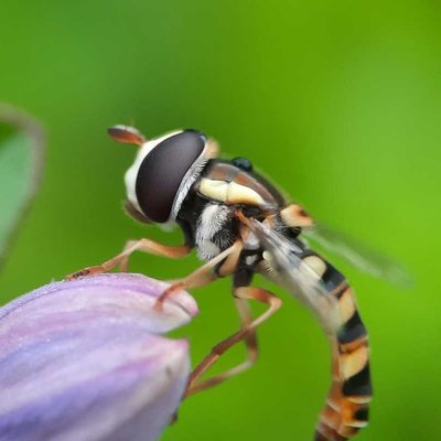 hoverfly