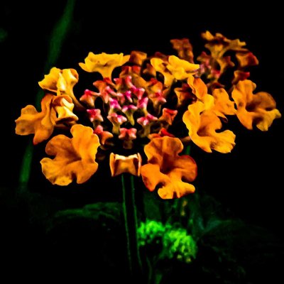 Lantana