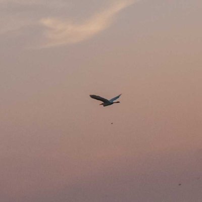 Flying Bird