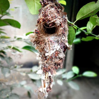 @Bird Nest