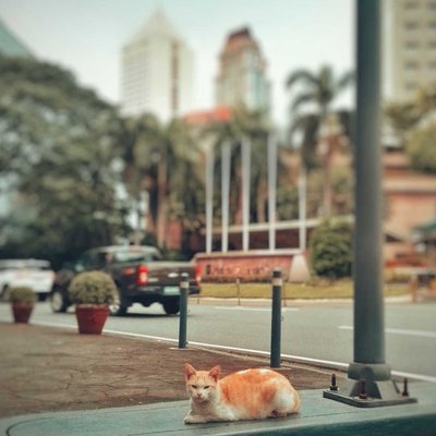 Stray Cat