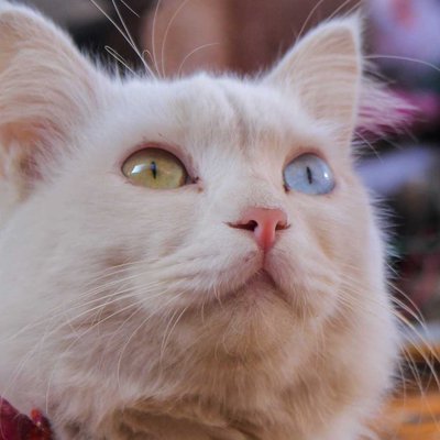 Russian cat.