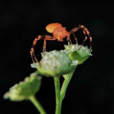 Crab spider