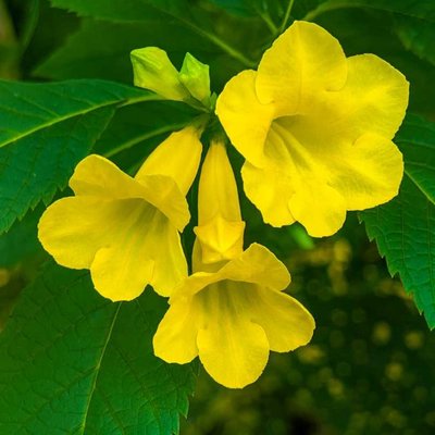 Yellow Bell Flower 💛