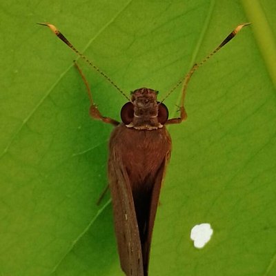 Kupu-kupu 